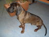 Bayerischer Gebirgsschweisshund Foto: Aiko, Rüde 12 Monate (ID 40963) Bayerischer Gebirgsschweisshund Hund