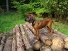 Bayerischer Gebirgsschweisshund Foto: immer hoch hinauf (ID 22627) Bayerischer Gebirgsschweisshund Hund