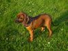Bayerischer Gebirgsschweisshund Foto: Lissi mit 13 Wochen (ID 22626) Bayerischer Gebirgsschweisshund Hund
