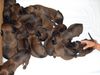 Bayerischer Gebirgsschweisshund Foto: BGS von der Fuchsmühle (ID 39632) Bayerischer Gebirgsschweisshund Hund