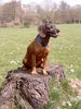 Bayerischer Gebirgsschweisshund Foto: Nix Neues (ID 31065) Bayerischer Gebirgsschweisshund Hund