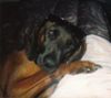 Bayerischer Gebirgsschweisshund Hund
