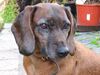Bayerischer Gebirgsschweisshund Foto (ID 14539) Bayerischer Gebirgsschweisshund Hund
