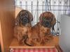 Bayerischer Gebirgsschweisshund Foto: REWERS&RABAN z Krainy Przodkow FCI (ID 28145) Bayerischer Gebirgsschweisshund Hund