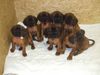 Bayerischer Gebirgsschweisshund Foto: BGS v.d. Fuchsmühle (ID 41940) Bayerischer Gebirgsschweisshund Hund