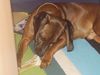 Bayerischer Gebirgsschweisshund Foto: Felix (ID 19696) Bayerischer Gebirgsschweisshund Hund