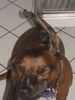 Bayerischer Gebirgsschweisshund Foto: schütel dich feli lol (ID 19697) Bayerischer Gebirgsschweisshund Hund