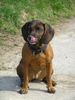 Bayerischer Gebirgsschweisshund Foto: Eika - Mmmmhhhh (ID 26404) Bayerischer Gebirgsschweisshund Hund
