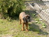 Bayerischer Gebirgsschweisshund Foto: z Klanu Posokowcow FCI (ID 32358) Bayerischer Gebirgsschweisshund Hund