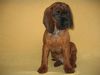 Bayerischer Gebirgsschweisshund Foto: RABAN z Krainy Przodkow FCI (ID 28144) Bayerischer Gebirgsschweisshund Hund