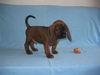 Bayerischer Gebirgsschweisshund Foto: REBUS z Krainy Przodkow FCI (ID 26904) Bayerischer Gebirgsschweisshund Hund