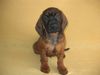 Bayerischer Gebirgsschweisshund Foto: REWERS z Krainy Przodkow FCI (ID 28143) Bayerischer Gebirgsschweisshund Hund