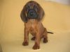 Bayerischer Gebirgsschweisshund Foto: ROZEK z Krainy Przodkow FCI (ID 28142) Bayerischer Gebirgsschweisshund Hund