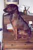 Bayerischer Gebirgsschweisshund Foto: Wastl (ID 12661) Bayerischer Gebirgsschweisshund Hund