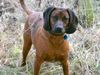 Bayerischer Gebirgsschweisshund Foto: Timmy, 11 Monate alt (ID 8909) Bayerischer Gebirgsschweisshund Hund