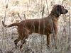 Bayerischer Gebirgsschweisshund Foto: Timmy, 11 Monate alt (ID 8943) Bayerischer Gebirgsschweisshund Hund