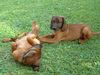Bayerischer Gebirgsschweisshund Foto: Timmy (rechts) mit seiner Schwester, 13 Wochen alt (ID 8945) Bayerischer Gebirgsschweisshund Hund