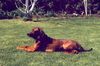 Bayerischer Gebirgsschweisshund Foto: Wastl, 2-jährig (ID 12682) Bayerischer Gebirgsschweisshund Hund