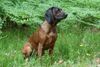 Bayerischer Gebirgsschweisshund Foto: Interchampion, ChPl, LT, CZ, World Junior Winner, der Nutzhund (ID 43216) Bayerischer Gebirgsschweisshund Hund