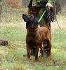 Bayerischer Gebirgsschweisshund Hund