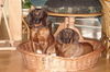 Bayerischer Gebirgsschweisshund Foto: Le Bleu Cardinalis FCI (ID 28186) Bayerischer Gebirgsschweisshund Hund