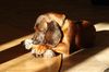 Bayerischer Gebirgsschweisshund Foto: Le Bleu Cardinalis FCI (ID 28187) Bayerischer Gebirgsschweisshund Hund
