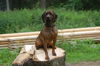 Bayerischer Gebirgsschweisshund Foto: Alma (ID 46817) Bayerischer Gebirgsschweisshund Hund
