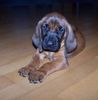 Bayerischer Gebirgsschweisshund Foto (ID 23341) Bayerischer Gebirgsschweisshund Hund
