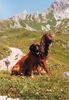 Bayerischer Gebirgsschweisshund Foto: Astor mit seinem Freund Setter Harry (ID 2946) Bayerischer Gebirgsschweisshund Hund