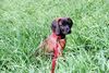 Bayerischer Gebirgsschweisshund Foto: das ist meine kleine süße gianna (ID 19896) Bayerischer Gebirgsschweisshund Hund