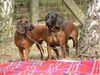 Bayerischer Gebirgsschweisshund Foto: GINA Herbu Czarna Maska & PUZEL z Krainy Przodkow (ID 12980) Bayerischer Gebirgsschweisshund Hund