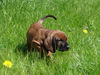 Bayerischer Gebirgsschweisshund Foto: Le Bleu Cardinalis FCI (ID 31492) Bayerischer Gebirgsschweisshund Hund