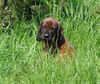 Bayerischer Gebirgsschweisshund Foto: Le Bleu Cardinalis FCI (ID 31493) Bayerischer Gebirgsschweisshund Hund