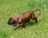 Bayerischer Gebirgsschweisshund Foto: Le Bleu Cardinalis FCI (ID 31496) Bayerischer Gebirgsschweisshund Hund