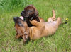 Bayerischer Gebirgsschweisshund Foto: Le Bleu Cardinalis FCI (ID 31494) Bayerischer Gebirgsschweisshund Hund