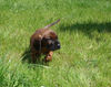 Bayerischer Gebirgsschweisshund Foto: Le Bleu Cardinalis FCI (ID 31495) Bayerischer Gebirgsschweisshund Hund