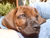 Bayerischer Gebirgsschweisshund Foto: was denn, ich bin müde (ID 9154) Bayerischer Gebirgsschweisshund Hund