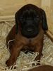 Bayerischer Gebirgsschweisshund Foto: D-Wurf 4 Wochen Alt (ID 39991) Bayerischer Gebirgsschweisshund Hund