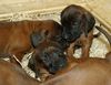 Bayerischer Gebirgsschweisshund Foto: D-Wurf 4 Wochen Alt (ID 39990) Bayerischer Gebirgsschweisshund Hund