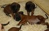 Bayerischer Gebirgsschweisshund Foto: D-Wurf 4 Wochen Alt (ID 39988) Bayerischer Gebirgsschweisshund Hund