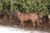 Bayerischer Gebirgsschweisshund Foto (ID 30529) Bayerischer Gebirgsschweisshund Hund
