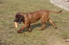 Bayerischer Gebirgsschweisshund Foto (ID 30530) Bayerischer Gebirgsschweisshund Hund