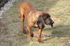 Bayerischer Gebirgsschweisshund Foto (ID 30531) Bayerischer Gebirgsschweisshund Hund