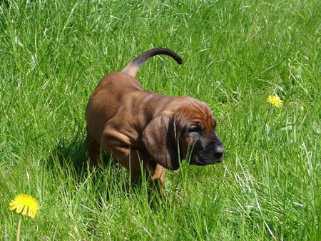 Bayerischer Gebirgsschweisshund Hunde Foto 31492 in höherer Auflösung ansehen Bayerischer Gebirgsschweisshund Le Bleu Cardinalis FCI