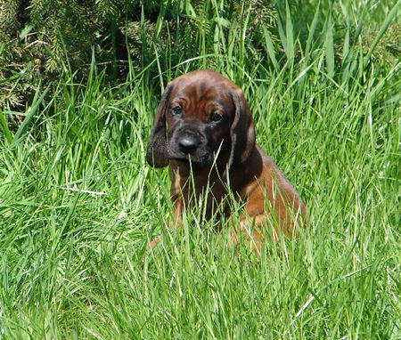 Bayerischer Gebirgsschweisshund Hunde Foto 31493 in höherer Auflösung ansehen Bayerischer Gebirgsschweisshund Le Bleu Cardinalis FCI