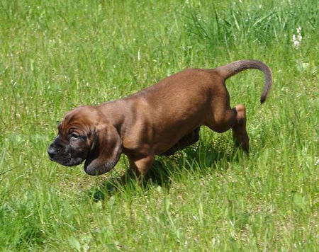 Bayerischer Gebirgsschweisshund Hunde Foto 31496 in höherer Auflösung ansehen Bayerischer Gebirgsschweisshund Le Bleu Cardinalis FCI