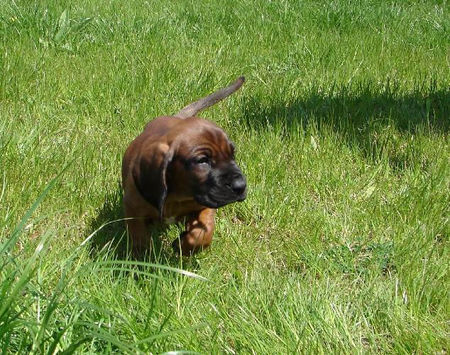 Bayerischer Gebirgsschweisshund Hunde Foto 31495 in höherer Auflösung ansehen Bayerischer Gebirgsschweisshund Le Bleu Cardinalis FCI