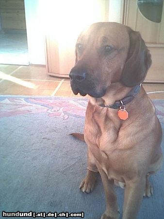 Bayerischer Gebirgsschweisshund Hunde Foto 6182 Bayerischer Gebirgsschweisshund Unser neuer Hausbewohner