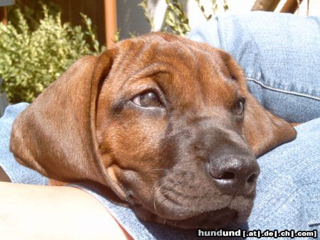 Bayerischer Gebirgsschweisshund Hunde Foto 9154 Bayerischer Gebirgsschweisshund was denn, ich bin müde