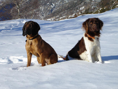 Bayerischer Gebirgsschweisshund Hunde Foto 28612 in höherer Auflösung ansehen Bayerischer Gebirgsschweisshund Asira u. Kisho